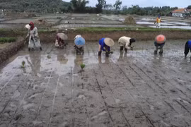 Indonesia aims to become world food barn in 2028