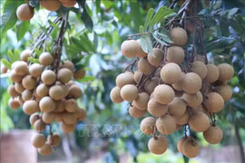 Hung Yen promotes longan export to Japan