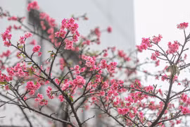 More cherry blossom trees planted in Hanoi park