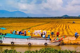 Ample room for investment in Mekong Delta: Official