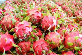 Dragon fruit export turnover reaches 47 million USD