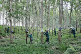 Over 20 firms recognised as “Vietnam Rubber” brands