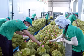 Durian, coconut expected to join “1-billion-USD” club of exports