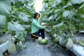 Bac Giang puts science and technology to the test in agricultural production