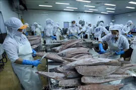 Tuna becomes billion-dollar export for first time: VASEP