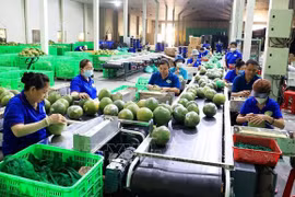 Vietnam’s vegetable export to surpass 1 bln USD by 2030