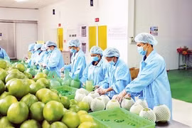 Agro-forestry-fishery export to EU down 16.6% in first half