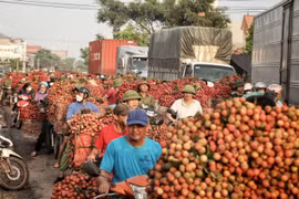 Vietnamese agricultural sector urged to overhaul logistics for improved export potential