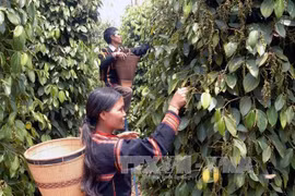 Building sustainable agricultural value chains to reduce deforestation