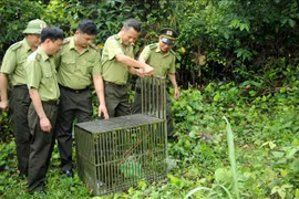 Ten monkeys released into the wild at Bai Tu Long National Park