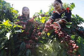  📝 OP-ED: Central Highlands development: Sustainable livelihoods to ward off instability risks