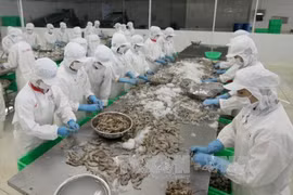 Plunge in Vietnam’s exports has bottomed out: VinaCapital