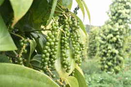 Pepper exports increase 30% 