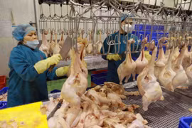 Poultry meat export signals recovery: department