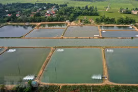 New solutions reduce GHG emissions from shrimp ponds: Research