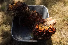 Indonesia, Malaysia threaten to stop exporting palm oil to Europe
