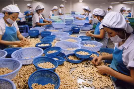 Cashew firms enhance processing to add value to products