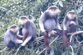 Rich biodiversity database debuts