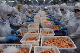 Shrimp exports to reach 3.4 billion USD in 2023: VASEP