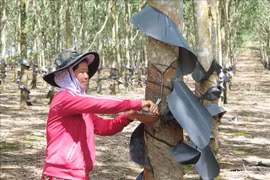Kon Tum's ethnic minorities escape poverty thanks to social policy loans