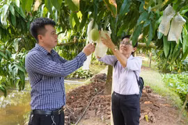Dong Thap province develops agricultural tourism