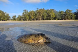 Rare sea turtle rescued in Ba Ria-Vung Tau province