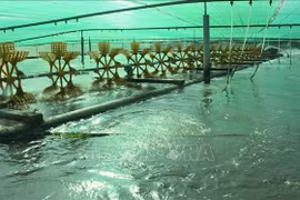 Bac Lieu aims for over 1 billion USD in shrimp exports this year