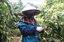 Bac Giang province’s lychee crop ripens early, ready for export