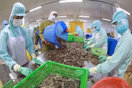 Aquatic exports continue to face difficulties in Q3: VASEP