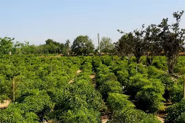 Ninh Thuan province focuses on farming of medicinal plants