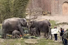 Baby elephant Bao Ngoc - an icon of Vietnam-Germany friendship