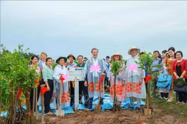 Can Tho plants 1,000 cork trees to prevent riverbank erosion