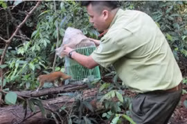 UN project to combat zoonotic disease risks from wildlife kicks off in Vietnam