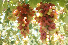 Interesting experiences await visitors at Ninh Thuan grapevine trellis contest