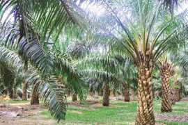 Indonesia to expand palm growing area
