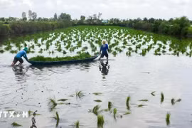 Ca Mau farmers cultivate rice seedlings in a shrimp farming area. (Photo: VNA)