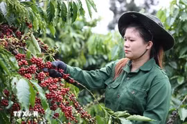 This year's coffee export revenue is predicted to set a new record of 5.5 billion USD, according to the Vietnam Coffee and Cocoa Association. (Photo: VNA)