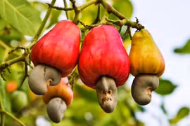 Over 780,700 tonnes of cashew nuts from Cambodia are imported into Vietnam, worth up to 1 billion USD, in the first half of 2024. (Photo: vinacas.com.vn)