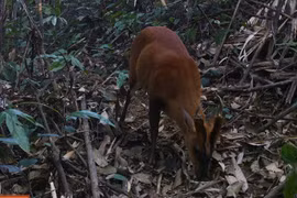 Rare muntjacs detected in Thanh Hoa’s Pu Hu Nature Reserve