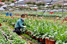 Hung Yen works hard on agricultural economic development project