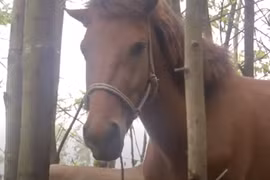 Horse racing entices traditional sports lovers