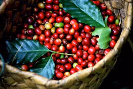 Gia Lai province focuses on specialty coffee branding