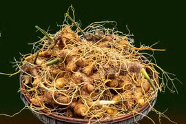 Vietnam builds international brand for ginseng