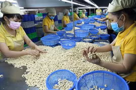 New records set in agricultural product export revenue
