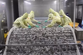 Vietnam aims to improve shrimp export competitiveness