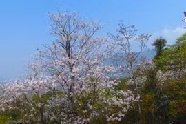 Ban flower festival set to wow visitors ​