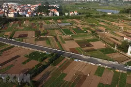 Hanoi promotes specialised farming areas