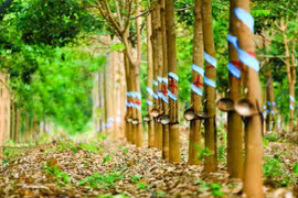 Vietnam’s rubber industry goes green