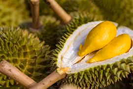 Durian to make breakthrough for Vietnam's fruit exports
