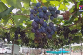 Vineyard on saline soil becomes tourist attraction